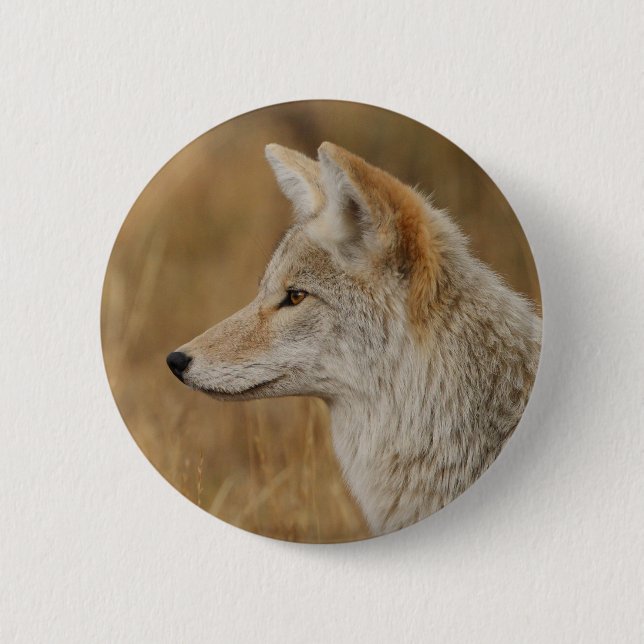 coyote pinback button (Front)