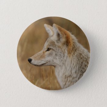 Coyote Pinback Button by WorldDesign at Zazzle