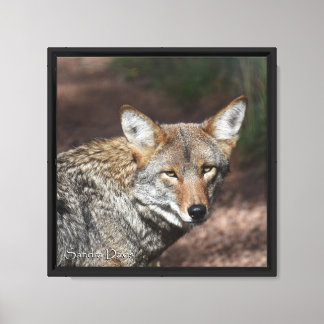 Coyote Portrait Canvas Print