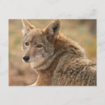 Coyote Postcard