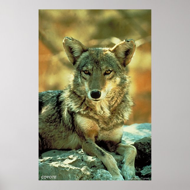 Coyote Poster (Front)