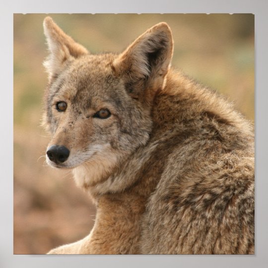 Coyote Poster Print | Zazzle.com