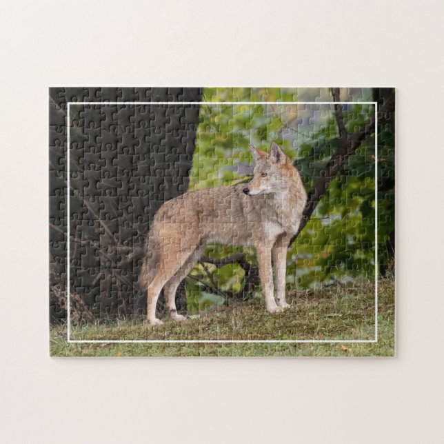 Coyote Pretty  Jigsaw Puzzle (Horizontal)