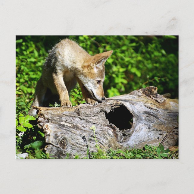 Coyote Pup - What is in that Log? Postcard (Front)