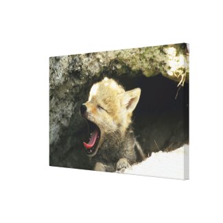 Coyote pup yawning canvas print