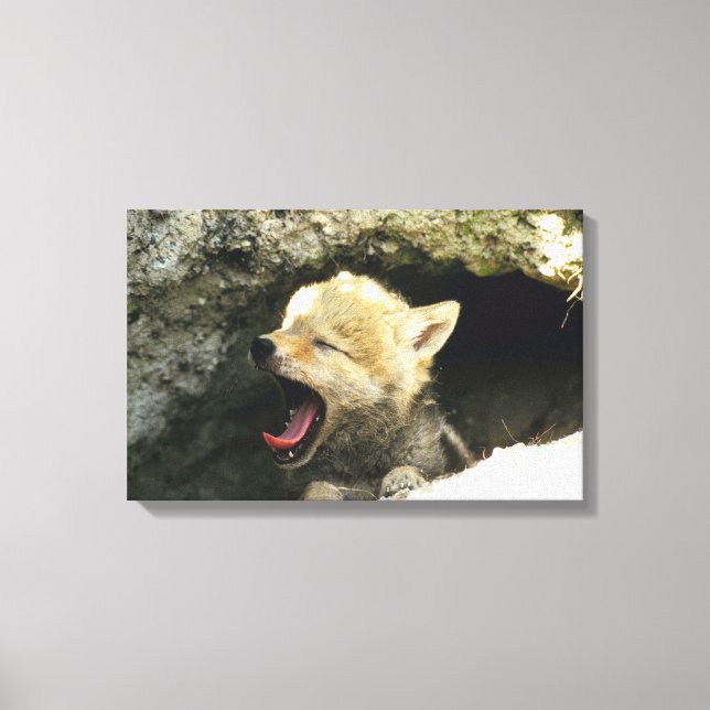 Coyote pup yawning canvas print (Front)