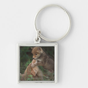 Coyote Puppies Wrestling (Canis Latrans) Keychain