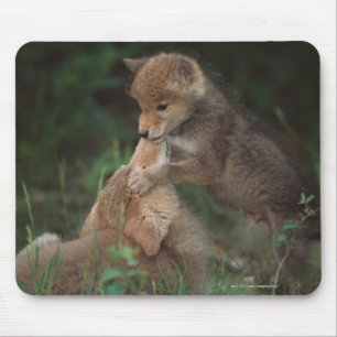 Coyote Puppies Wrestling (Canis Latrans) Mouse Pad