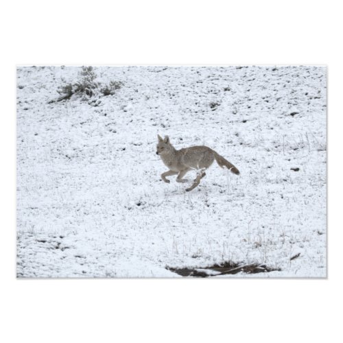 Coyote Running Photo Print