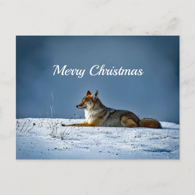 Coyote Snow Photo Christmas Postcard (Front)