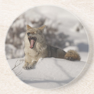 Coyote Snow Yawn Sandstone Coaster