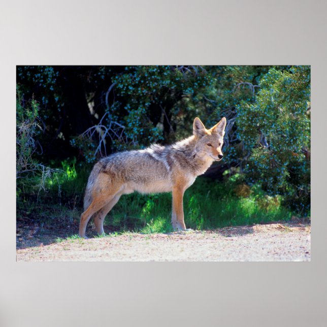 Coyote Stands along a Road Poster (Front)