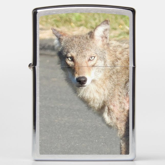 Coyote Stare Zippo Lighter (Front)