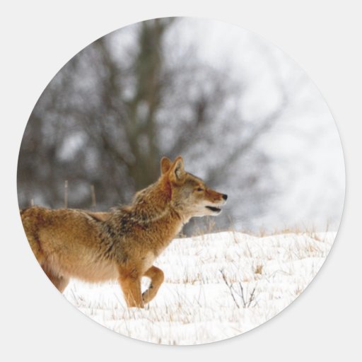 Coyote Round Sticker