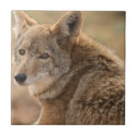Coyote Tile<br><div class="desc">Coyote resting in tall grass.</div>