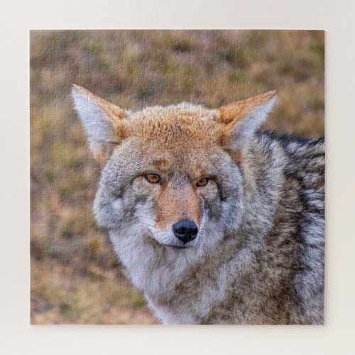 Coyote Wild Dog Jigsaw Puzzle