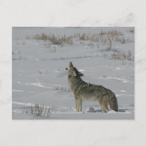 Coyote Wildlife Series  6 Postcard