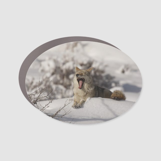 Coyote Yawn Car Magnet (Front)