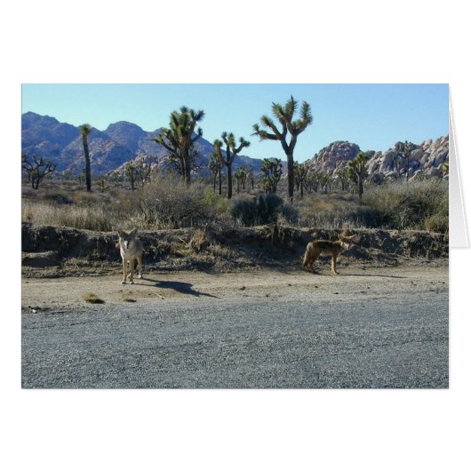 Coyotes on the Prowl Cards (Front Horizontal)