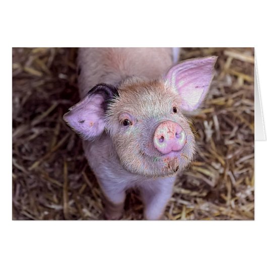 'Cozmico' the Happy Piglet Cards (Front Horizontal)