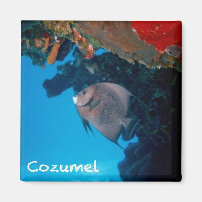 Cozumel Angelfish Magnet (Front)