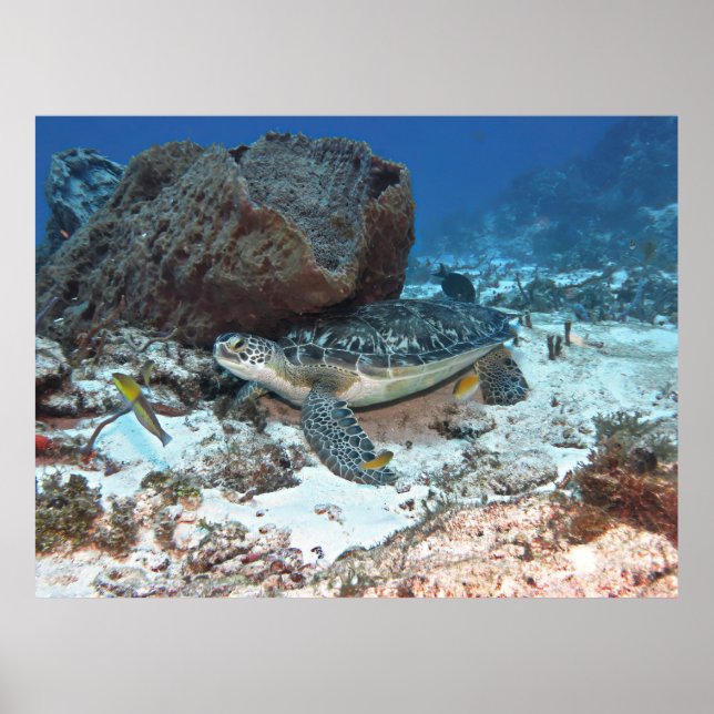 Cozumel Green Turtle Poster (Front)