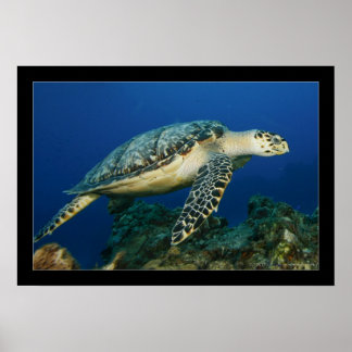 Cozumel - Hawksbill #005 Poster