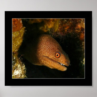Cozumel — Moray Eel Poster