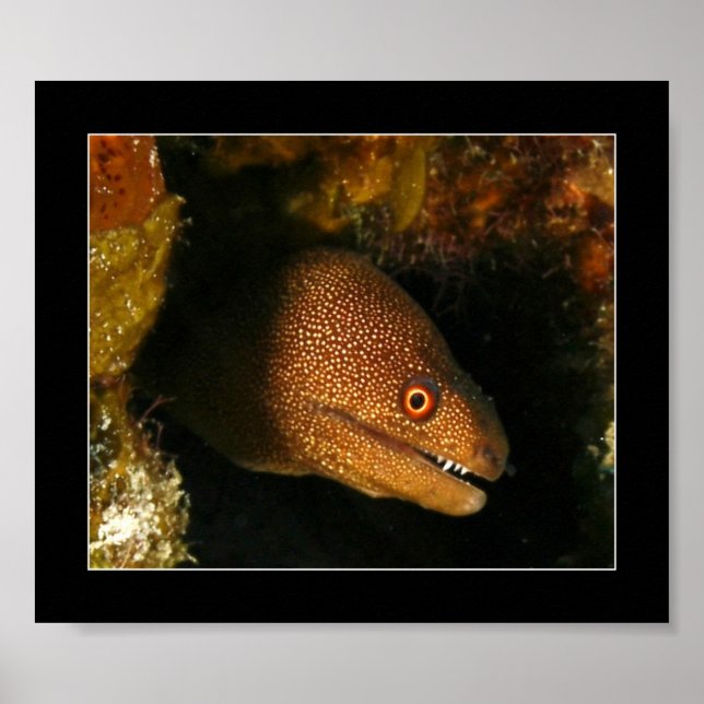 Cozumel — Moray Eel Poster (Front)