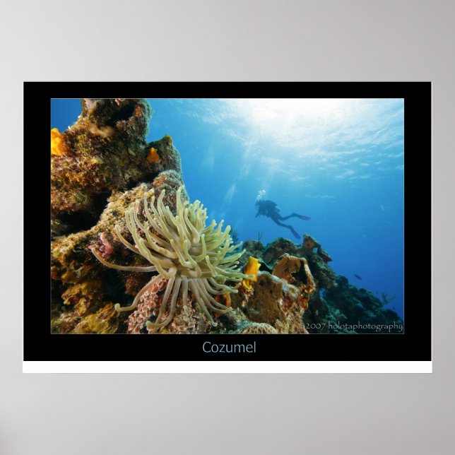 Cozumel Reef Poster (Front)