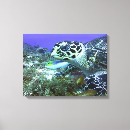 Cozumel Turtle Canvas Print