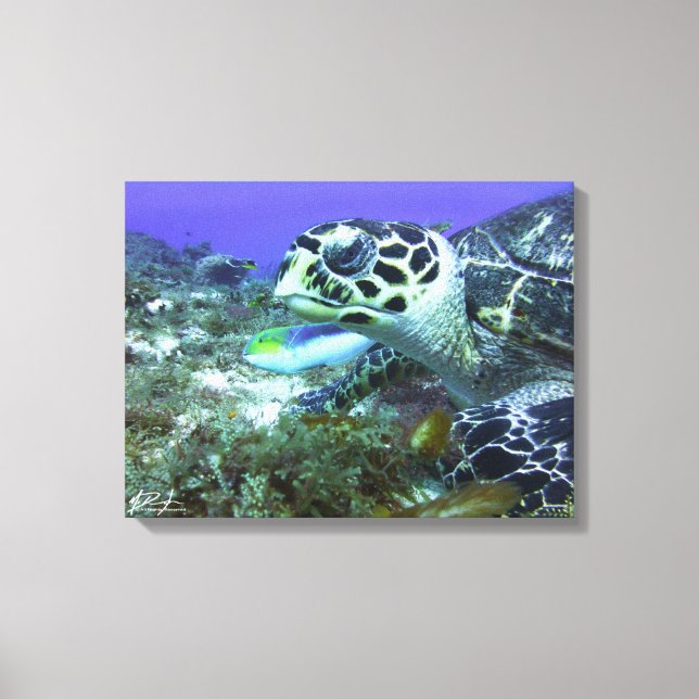 Cozumel Turtle Canvas Print (Front)