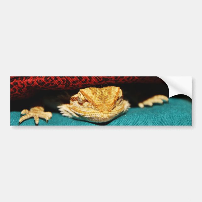 Cozy Bearded Dragon Bumper Sticker (Front)