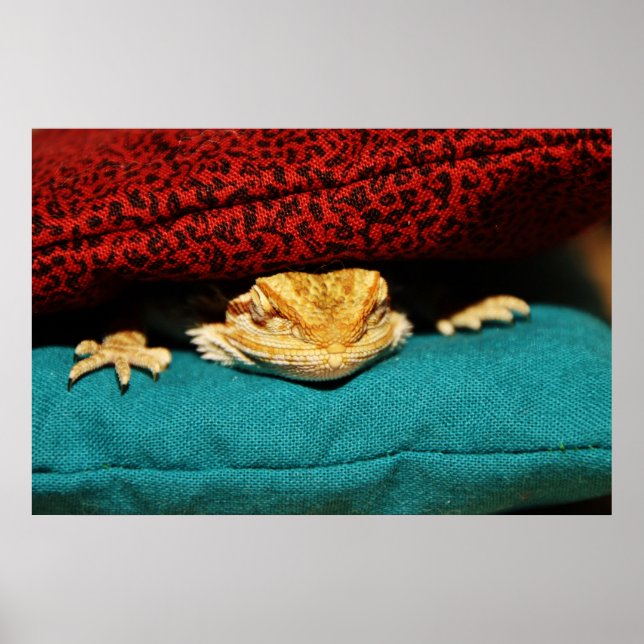 Cozy Bearded Dragon Poster (Front)