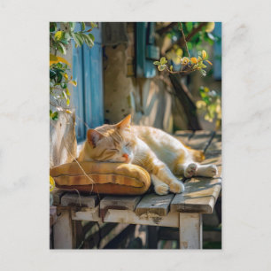 Cozy Cat Sleeping in Garden on Bench Postcard