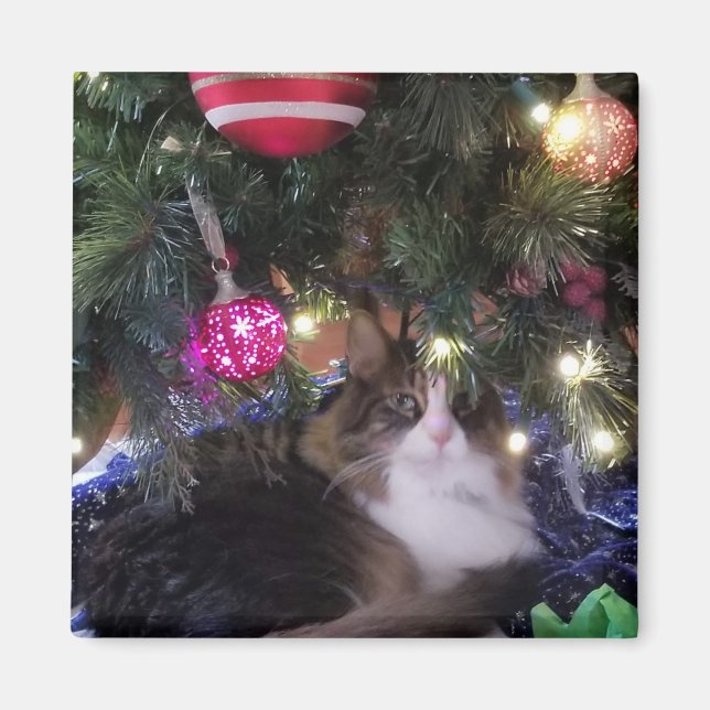 Cozy Cat under christmas tree Magnet (Front)