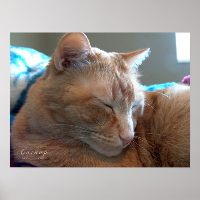 Cozy Catnap Poster (Front)