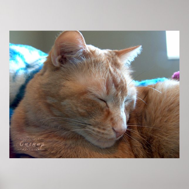 Cozy Catnap Poster (Front)