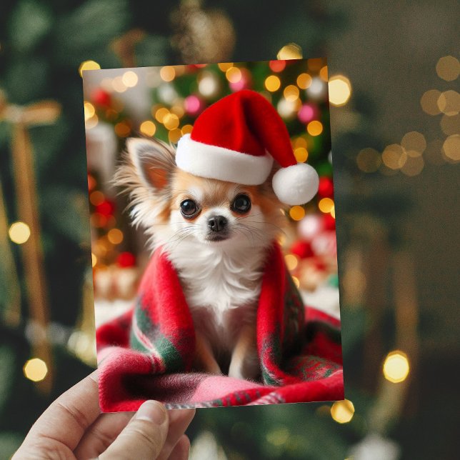  Cozy Chihuahua Christmas Card (Creator Uploaded)