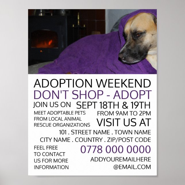 Cozy Dog, Pet Adoption Event Advertising Poster (Front)