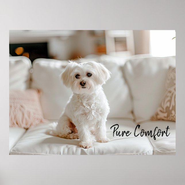 Cozy Elegance: Maltese on the Sofa Poster (Front)
