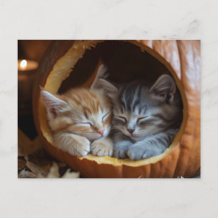 Cozy Kittens Snuggle in a Pumpkin Holiday Postcard