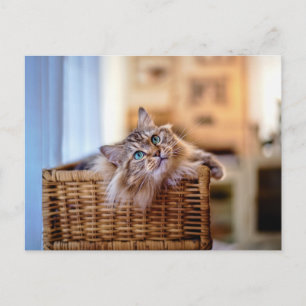 Cozy Long-Haired Cat in Wicker Basket Postcard
