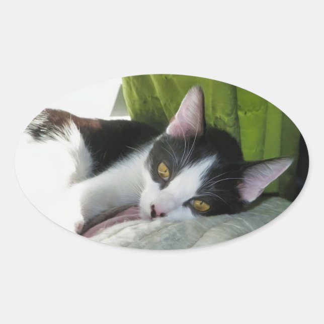 Cozy Tuxedo Cat Sticker (Front)