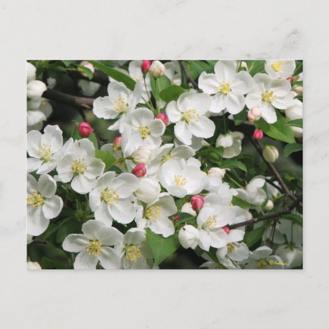 Crab Apple Blossoms are a Sure Sign of Spring Postcard (Front)