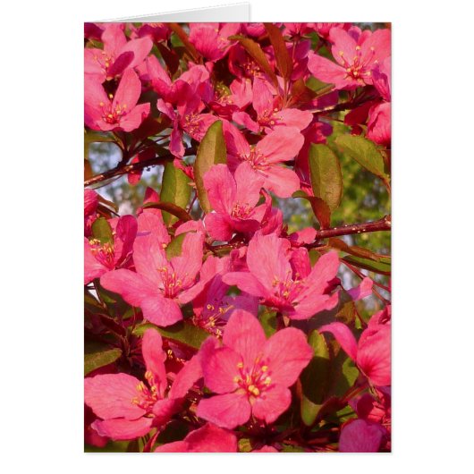 Crab Apple Blossoms Cards (Front)