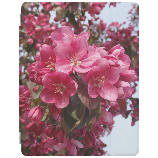 Crab Apple Blossoms iPad Smart Cover (Front)