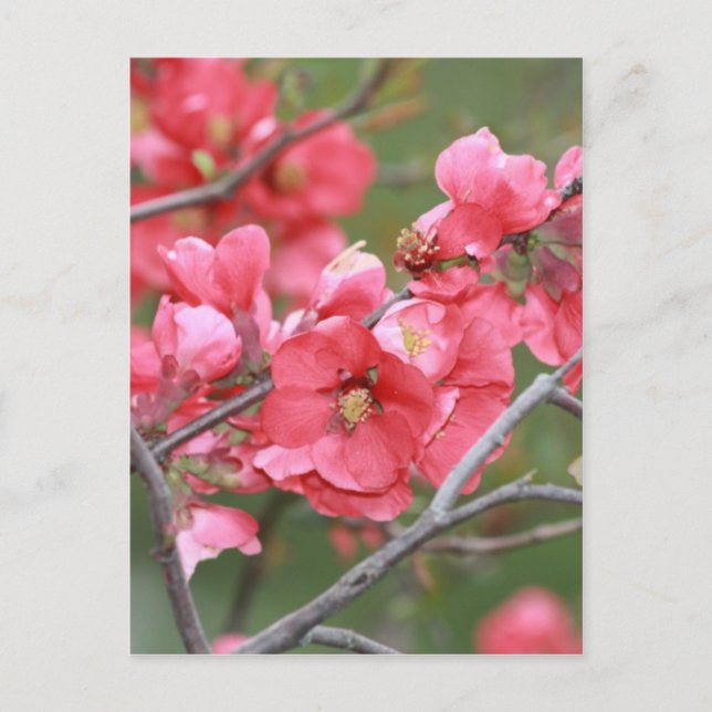 Crab Apple Blossoms Postcard (Front)