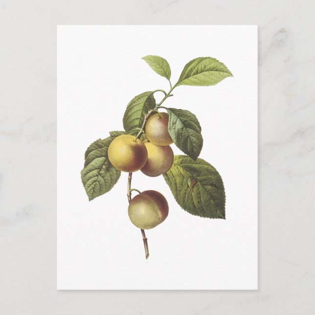 crab apple(Malus sp.) by Redouté Postcard (Front)