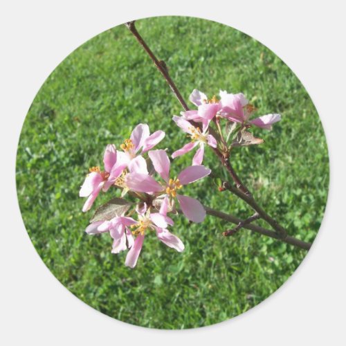 Crab Apple Tree Blossoms Stickers